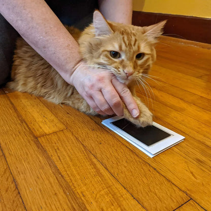 Pet Paw Print Ink Pad