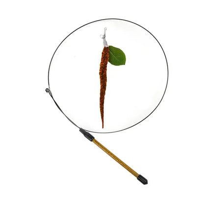 Peacock Feather Cat Teaser